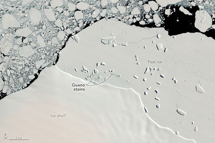 A Changing World for Emperor Penguins